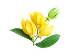 Fototapeta Tulipany - Closeup Ylang-Ylang flower,Yellow fragrant flower on white background
