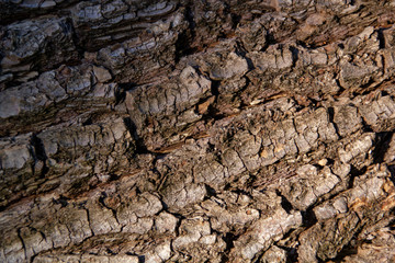 bark of a tree