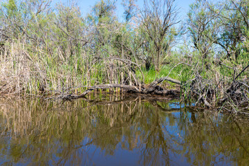 Trees and bushes reflecting on the water in Evros Delta, Greece