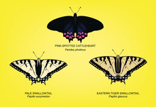 Butterfly Pale Swallowtail Set Vector Illustration