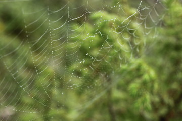 dew on the web
