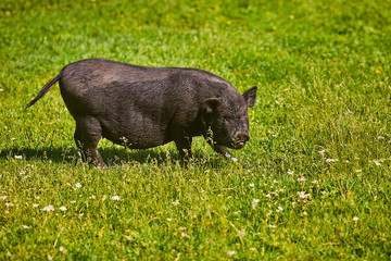 Wall Mural - Vietnamese Pot-bellied pig on the farm