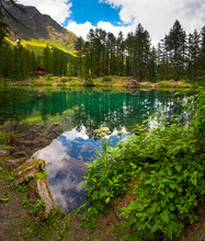 Alpine Alpine Lake In A Pine Forest
