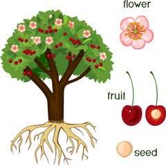 parts of plant. morphology of cherry tree with fruits, flowers, green leaves and root system isolate
