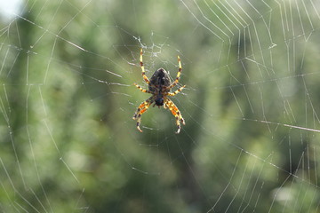 Spider
