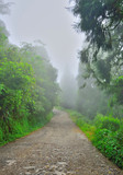 Fototapeta  - Misty roads covered with green trees