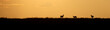 Three gazelle silhouetted against a golden sunset