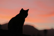 Silhouette of cat in the late afternoon sunset pussy puss
