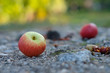 Apfel rot Fallobst auf Weg im Herbst