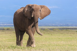 Fototapeta Sawanna - Portrait of a young bull elephant