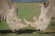 Close up of two white rhinoceroses engaged in courtship behavior