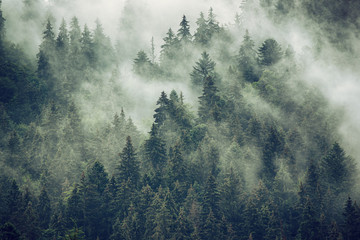 Wall Mural - misty landscape with fir forest in hipster vintage retro style