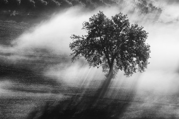 single olive tree in the beautiful sunny fog at sunrise, natural background with sun rays through th