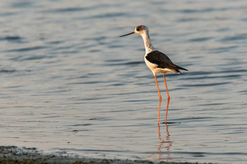 The black-winged stilt, common stilt, or pied stilt (Himantopus himantopus).