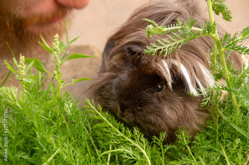 Peruvian Long Haired Guinea Pig Elvis Hiding In The Grass From Man