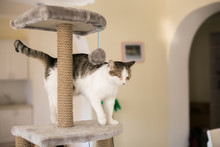 The Cat Climbed Onto The Tower For Cats, A Blurred Background