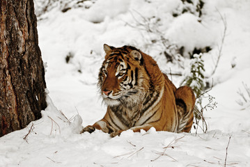 Wall Mural - tiger in snow