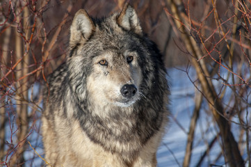 Wall Mural - wolf portrait