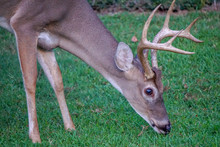 Whitetail Deer 8 Point Buck Feeding In Lawn