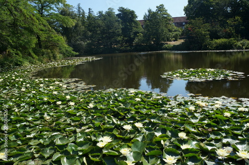 Kopenhagen Botanischer Garten Buy This Stock Photo And Explore