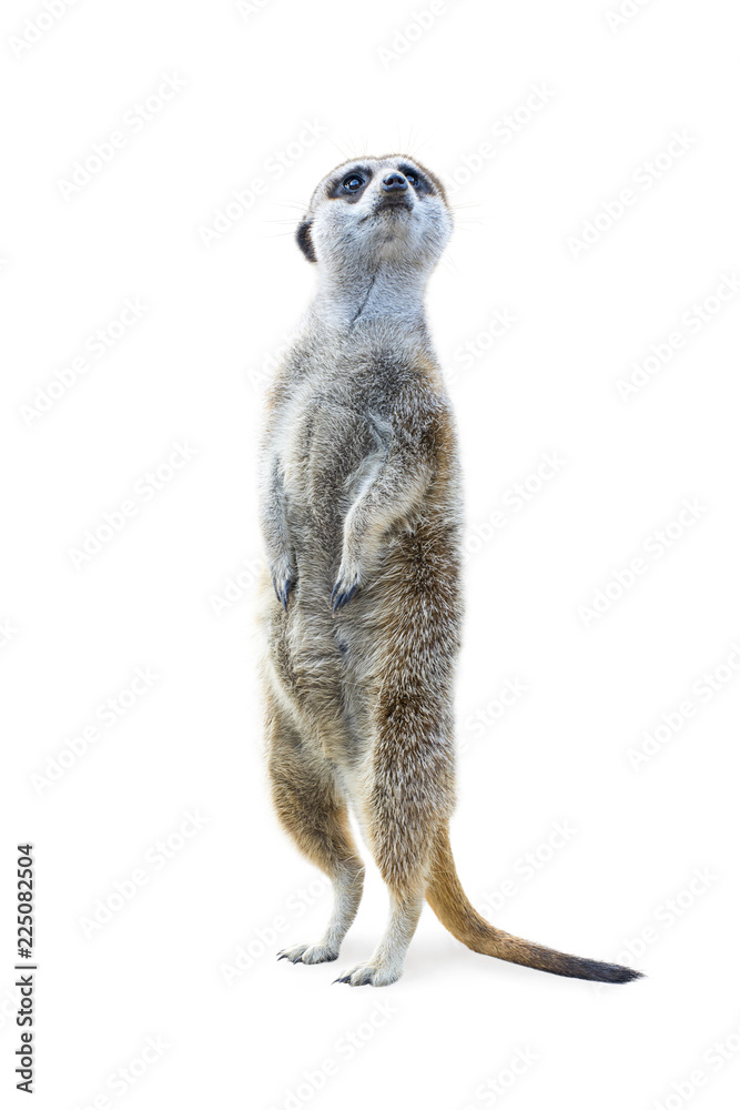 Portrait of a meerkat standing upright and looking alert isolated on white background. - obrazy, fototapety, plakaty 