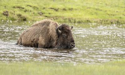 Wall Mural - bison crossing river