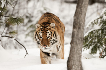 Wall Mural - prowling tiger in winter