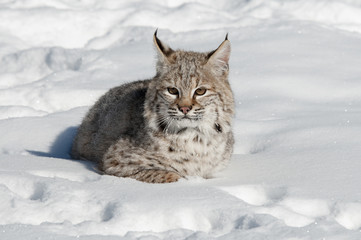 Canvas Print - bobcat in snow