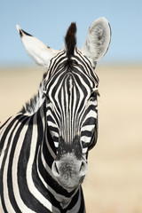 Sticker - Vertical portrait of a zebra.