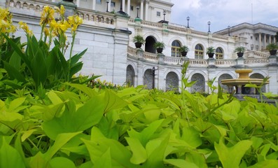 Yellow flowers and bright mint leaves near Capitol Hall. 