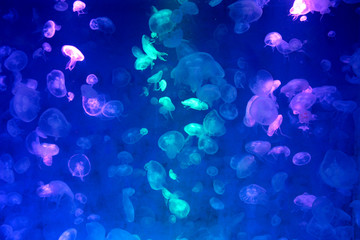 Moon Jellyfish (Aurelia aurita) : Many Moon Jellyfish in the aquarium