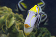 Fish : Naso tang (Naso Lituratus)