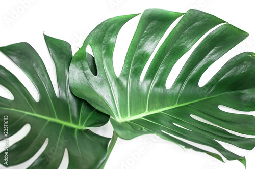 pojedyncze-liscie-monstera-na-bialym-tle