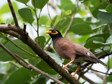 Close Up Mynah Bird On A Branch Isolated On Nature Background