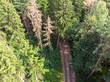 green forest aerial top view. sand road among trees in countryside