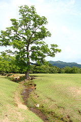 Poster - 木がある風景01