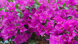 Fototapeta Paryż - .Magenta bougainvillea grow in tropical garden. Buganvilla or bugambilia lage backgroundr. Beautiful vibrant floral image for wallpaper or web design..