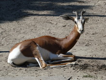 Mhorr Gazelle Resting