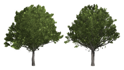 Wall Mural - The collection of tree. Oak tree isolated on white background with clipping path.