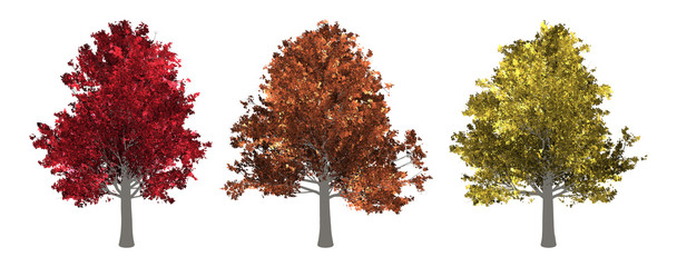 the collection of tree. maple tree isolated on white background with clipping path.