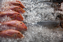 High Angle Still Life Of Variety Of Raw Fresh Fish Chilling On Bed Of Cold Ice In Seafood Market Stall