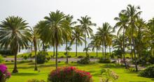 Antigua. Caribbean Islands. Panoramic View On Palm Park By The Free Man's Bay And Beach.