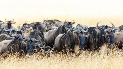 Wall Mural - Wildebeest in the long grass of the Masai Mara