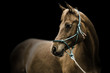 Colored arab horse with teal rope halter in black background