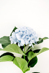 Wall Mural - Blue hydrangea flower on white background. Flat lay, top view floral concept.