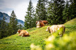 Cattle in the alps