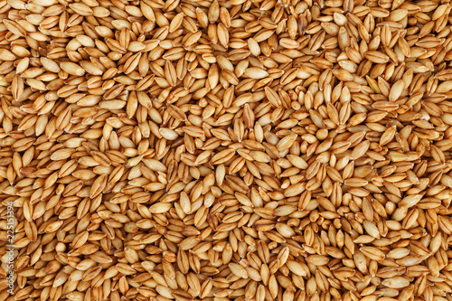 Cuadros en Lienzo heap of pearl barley grains, vegetarian food