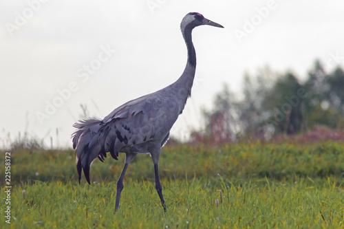 Fotografia graceful beautiful cranes walk in the meadow, cranes in the wild