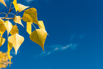 Branches of trees in autumn with yellow leaves and blue bright sky - autumn background with copy space