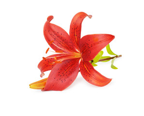 Wall Mural - lily flower